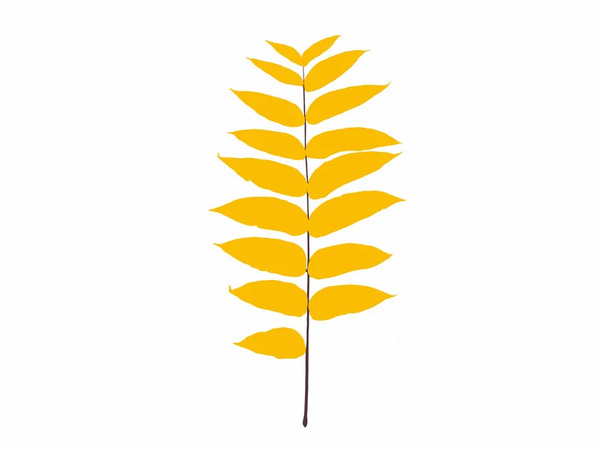  Magis Leaves Juglans Nigra 