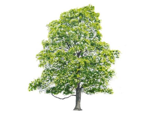  Magis Tree Summer 